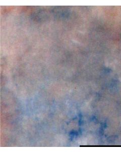 Falcon Eyes Achtergronddoek S122 2,9x7 m